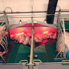 Тепловой навес для поросят