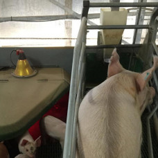 Домик для поросят